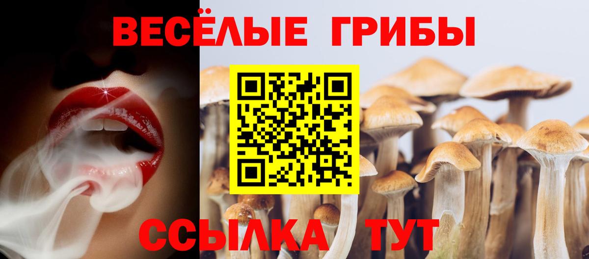 Псилоцибиновые грибы Cubensis Междуреченск